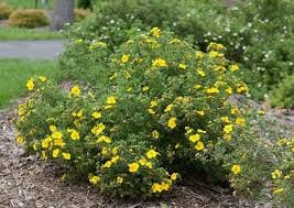 Shrubby Cinquefoil
